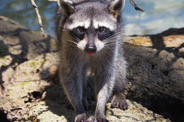 由于人类的过度捕猎和环境破坏,果子狸的数量正在逐渐减少,保护果子狸